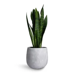 Sansevieria Trifasciata Black Coral - Snake Plant -Outlet The Ever Sprout Store Sansevieria trifasciata Black Coral Snake Plant 17x60cm Amber Plant Pot Light Grey 22x21cm 9dc0a28a fda2 4403 a139 a5a473a39546