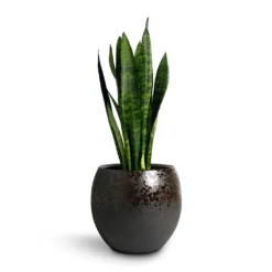 Sansevieria Trifasciata Black Coral - Snake Plant -Outlet The Ever Sprout Store Sansevieria trifasciata Black Coral Snake Plant 17x60cm Kae Plant Pot Mocha 29x26cm