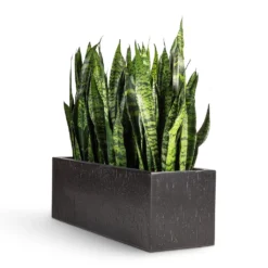 Sansevieria Trifasciata Black Coral - Snake Plant -Outlet The Ever Sprout Store Sansevieria trifasciata Black Coral Snake Plant 17x60cm Raindrop Trough Planter Anthracite 70x23x23cm