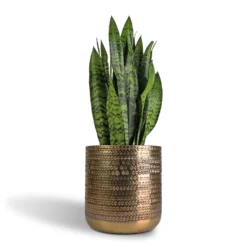 Sansevieria Trifasciata Black Coral - Snake Plant -Outlet The Ever Sprout Store Sansevieria trifasciata Black Coral Snake Plant 17x60cm Solis Embossed Plant Pot Gold 25x25cm c6aa9337 9c3a 4545 a97b 3eef434f89aa