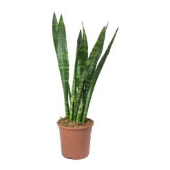 Sansevieria Trifasciata Black Coral - Snake Plant -Outlet The Ever Sprout Store Sansevieria trifasciata Black Coral Snake Plant