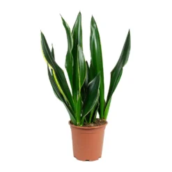 Outlet The Ever Sprout Store 11 Sansevieria Trifasciata Diamond Flame - Snake Plant