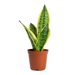 Sansevieria Trifasciata Futura Superba 21 Sansevieria Trifasciata Futura Superba -Outlet The Ever Sprout Store Sansevieria trifasciata Futura Superba 12cm