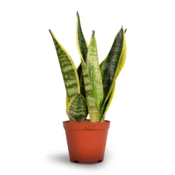 Sansevieria Trifasciata Futura Superba 20 Sansevieria Trifasciata Futura Superba -Outlet The Ever Sprout Store Sansevieria trifasciata Futura Superba 12x35cm