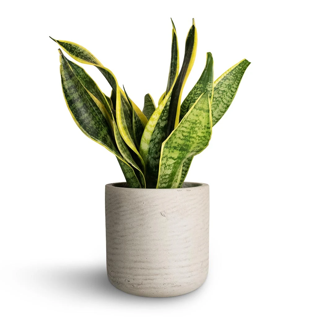 Sansevieria Trifasciata Futura Superba 9 Sansevieria Trifasciata Futura Superba - Image 9