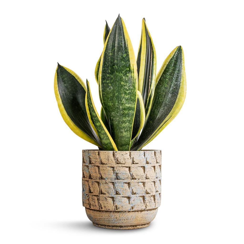 Sansevieria Trifasciata Futura Superba 6 Sansevieria Trifasciata Futura Superba - Image 6