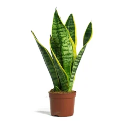 Sansevieria Trifasciata Futura Superba 24 Sansevieria Trifasciata Futura Superba -Outlet The Ever Sprout Store Sansevieria trifasciata Futura Superba 9cm