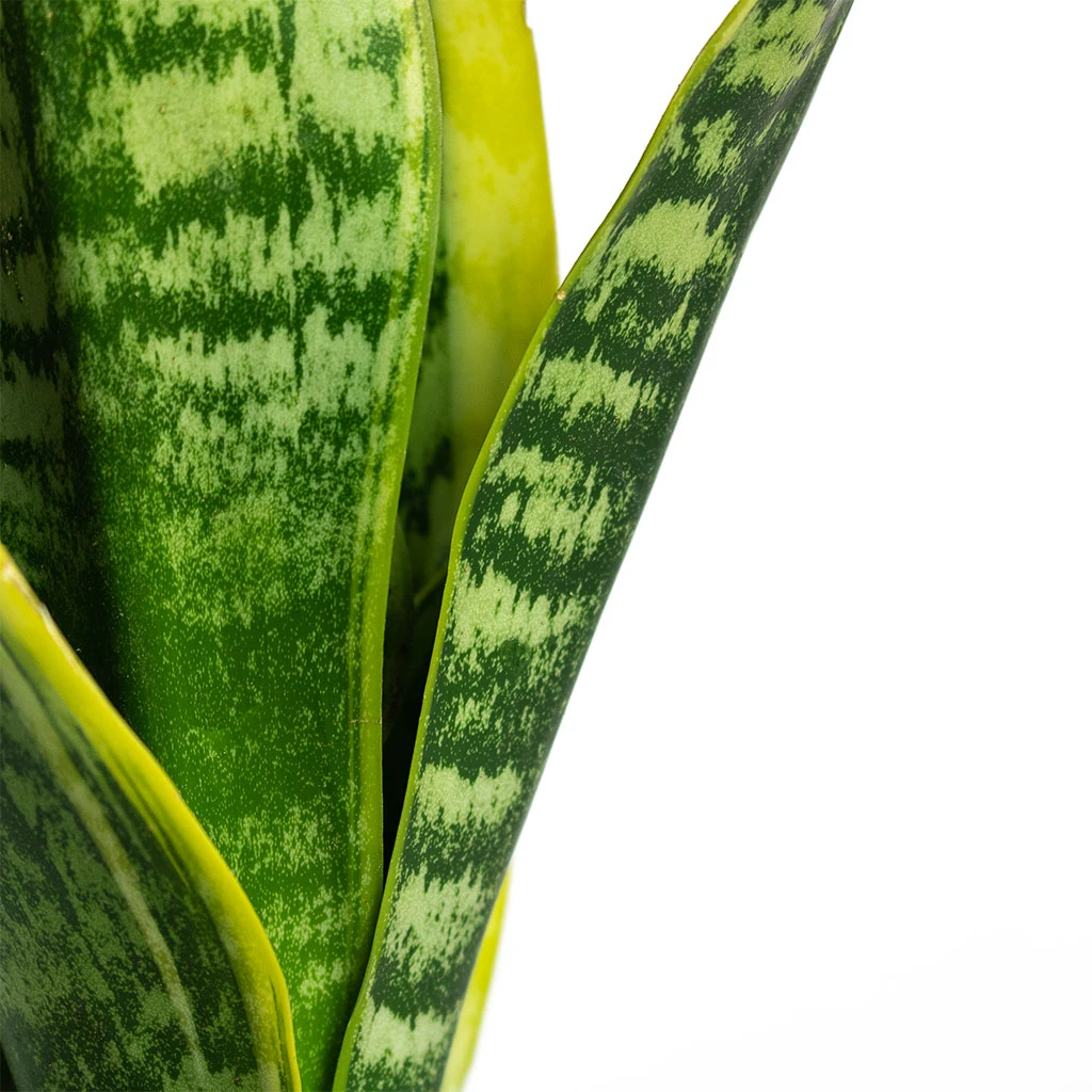 Sansevieria Trifasciata Futura Superba 2 Sansevieria Trifasciata Futura Superba - Image 2