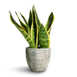 Sansevieria Trifasciata Futura Superba 18 Sansevieria Trifasciata Futura Superba -Outlet The Ever Sprout Store Sansevieria trifasciata Futura Superba 9x30cm Anne Plant Pot White Earth 12x11cm
