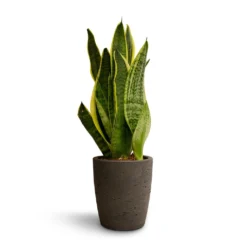 Sansevieria Trifasciata Futura Superba 25 Sansevieria Trifasciata Futura Superba -Outlet The Ever Sprout Store Sansevieria trifasciata Futura Superba 9x30cm Gerben Plant Pot Black Washed 12x13cm 0d93085d b220 40c0 91c9 38c53378f64a