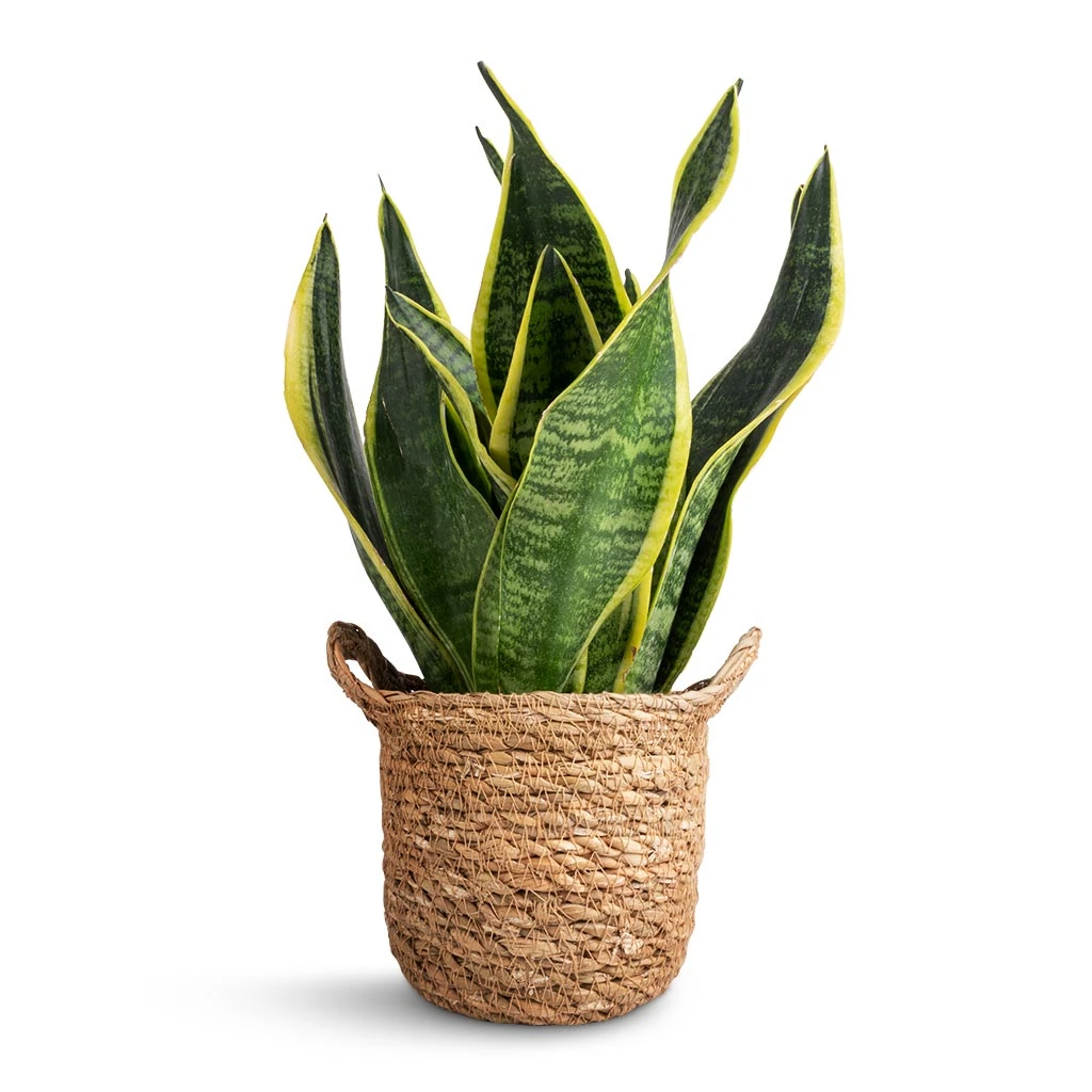Sansevieria Trifasciata Futura Superba 1 Sansevieria Trifasciata Futura Superba