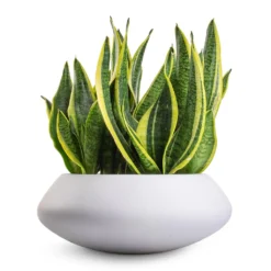 Sansevieria Trifasciata Futura Superba 16 Sansevieria Trifasciata Futura Superba -Outlet The Ever Sprout Store Sansevieria trifasciata Futura Superba 9x30cm Tara Essentials Bowl Planter Matt White 31x12cm