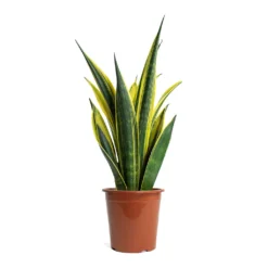 Sansevieria Trifasciata Golden Flame - Snake Plant -Outlet The Ever Sprout Store Sansevieria trifasciata Golden Flame Snake Plant 17cm