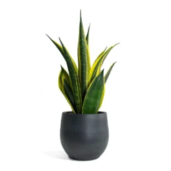 Sansevieria Trifasciata Golden Flame - Snake Plant -Outlet The Ever Sprout Store Sansevieria trifasciata Golden Flame Snake Plant Esra Plant Pot Graphite