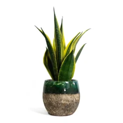 Sansevieria Trifasciata Golden Flame - Snake Plant -Outlet The Ever Sprout Store Sansevieria trifasciata Golden Flame Snake Plant Lindy Plant Pot Black Green