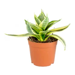 Sansevieria Trifasciata Golden Hahnii - Birds Nest Snake Plant 9 Sansevieria Trifasciata Golden Hahnii - Birds Nest Snake Plant -Outlet The Ever Sprout Store Sansevieria trifasciata Golden Hahnii Birds Nest Snake Plant