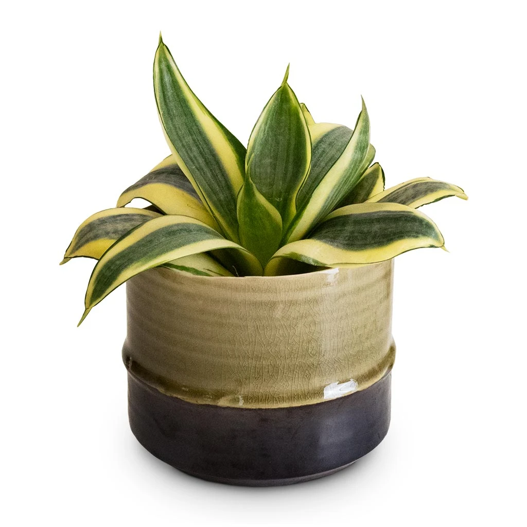 Sansevieria Trifasciata Golden Hahnii - Birds Nest Snake Plant 1 Sansevieria Trifasciata Golden Hahnii - Birds Nest Snake Plant