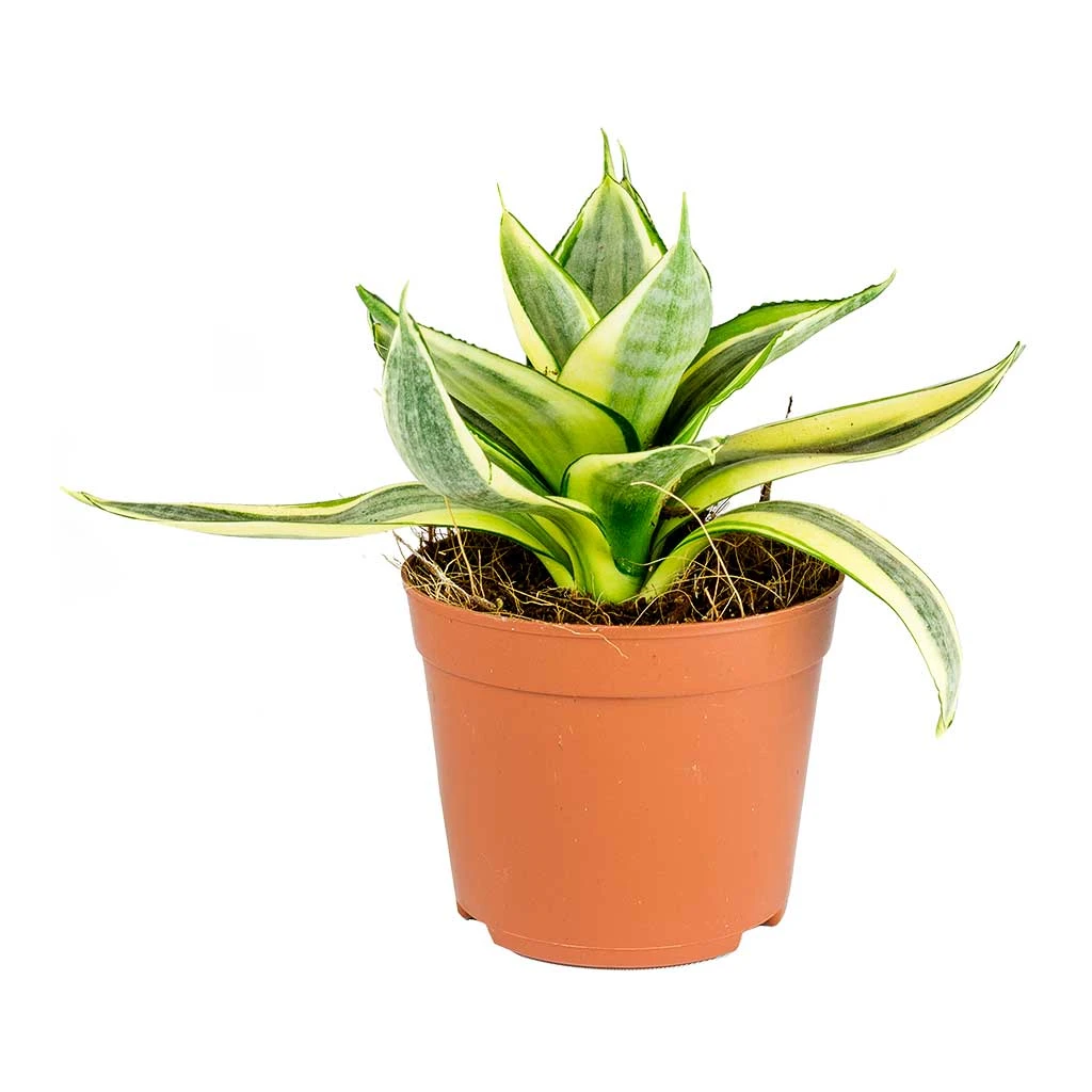 Sansevieria Trifasciata Golden Hahnii - Birds Nest Snake Plant 4 Sansevieria Trifasciata Golden Hahnii - Birds Nest Snake Plant - Image 4
