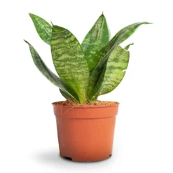Sansevieria Trifasciata Hahnii - Birds Nest Snake Plant -Outlet The Ever Sprout Store Sansevieria trifasciata Hahnii Birds Nest Snake Plant 1