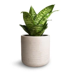 Sansevieria Trifasciata Hahnii - Birds Nest Snake Plant -Outlet The Ever Sprout Store Sansevieria trifasciata Hahnii Birds Nest Snake Plant 12x25cm Charlie Plant Pot Grey Washed 15x15cm 2