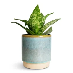 Sansevieria Trifasciata Hahnii - Birds Nest Snake Plant
