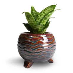 Sansevieria Trifasciata Hahnii - Birds Nest Snake Plant -Outlet The Ever Sprout Store Sansevieria trifasciata Hahnii Birds Nest Snake Plant 12x25cm Dewi Plant Pot Marrakesh 21x16cm 2