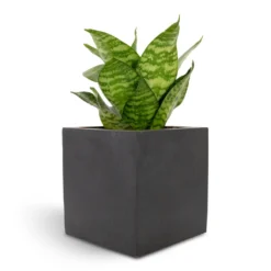 Sansevieria Trifasciata Hahnii - Birds Nest Snake Plant -Outlet The Ever Sprout Store Sansevieria trifasciata Hahnii Birds Nest Snake Plant 12x25cm Fleur Natural Planter Black 15x15x15cm