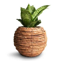 Sansevieria Trifasciata Hahnii - Birds Nest Snake Plant -Outlet The Ever Sprout Store Sansevieria trifasciata Hahnii Birds Nest Snake Plant 12x25cm Lida Plant Basket Natural 21x17cm 2
