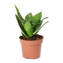 Sansevieria Trifasciata Hahnii - Birds Nest Snake Plant -Outlet The Ever Sprout Store Sansevieria trifasciata Hahnii Birds Nest Snake Plant