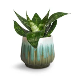 Sansevieria Trifasciata Hahnii - Birds Nest Snake Plant -Outlet The Ever Sprout Store Sansevieria trifasciata Hahnii Birds Nest Snake Plant Alice Plant Pot Ocean
