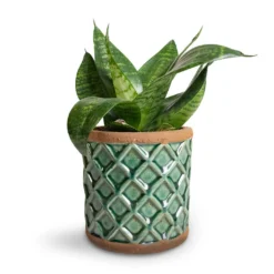 Sansevieria Trifasciata Hahnii - Birds Nest Snake Plant -Outlet The Ever Sprout Store Sansevieria trifasciata Hahnii Birds Nest Snake Plant Liam Plant Pot Turquoise