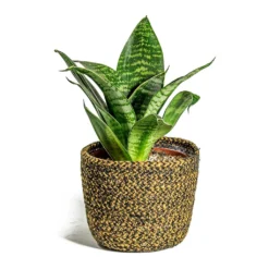 Sansevieria Trifasciata Hahnii - Birds Nest Snake Plant -Outlet The Ever Sprout Store Sansevieria trifasciata Hahnii Birds Nest Snake Plant Maartje Plant Baskets Set of 5 Camel
