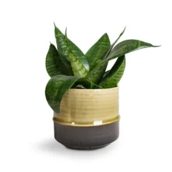Sansevieria Trifasciata Hahnii - Birds Nest Snake Plant -Outlet The Ever Sprout Store Sansevieria trifasciata Hahnii Birds Nest Snake Plant Marlijn Plant Pot Thyme