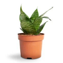 Sansevieria Trifasciata Hahnii - Birds Nest Snake Plant -Outlet The Ever Sprout Store Sansevieria trifasciata Hahnii Birds Nest Snake Plant b4e2fd42 358c 4d3d a0d3 433115a9b5f2