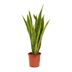 Sansevieria Trifasciata Laurentii - Variegated Snake Plant -Outlet The Ever Sprout Store Sansevieria trifasciata Laurentii 19x65cm