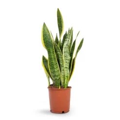 Sansevieria Trifasciata Laurentii - Variegated Snake Plant -Outlet The Ever Sprout Store Sansevieria trifasciata Laurentii Variegated Snake Plant 14x50cm