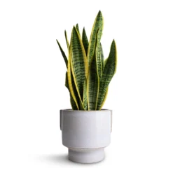 Aries Handles Plant Pot - White -Outlet The Ever Sprout Store Sansevieria trifasciata Laurentii Variegated Snake Plant 14x50cm Aries Handles Plant Pot White 19x20cm 3ae6ce30 5dbf 4611 b776 e11115f54376