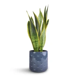 Sansevieria Trifasciata Laurentii - Variegated Snake Plant -Outlet The Ever Sprout Store Sansevieria trifasciata Laurentii Variegated Snake Plant 15x45cm Arley Plant Pot Blue Dragonfly 17x17.5cm 1702ed53 e585 4de7 8eaf 42bf240776e3
