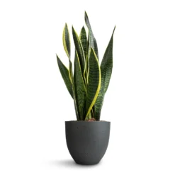 Sansevieria Trifasciata Laurentii - Variegated Snake Plant -Outlet The Ever Sprout Store Sansevieria trifasciata Laurentii Variegated Snake Plant 15x45cm Coral Refined Planter Pine Green 18x15cm