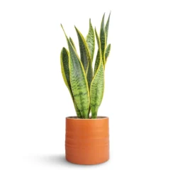 Sansevieria Trifasciata Laurentii - Variegated Snake Plant -Outlet The Ever Sprout Store Sansevieria trifasciata Laurentii Variegated Snake Plant 15x45cm Hadleigh Plant Pot Amber 17x15cm dc152ae7 88bd 4a26 9afe a76af1301676
