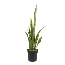 Sansevieria Trifasciata Laurentii - Variegated Snake Plant -Outlet The Ever Sprout Store Sansevieria trifasciata Laurentii Variegated Snake Plant 16x60cm