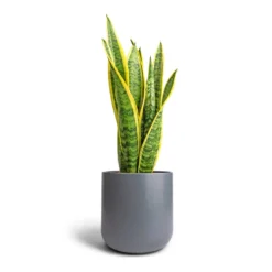 Sansevieria Trifasciata Laurentii - Variegated Snake Plant -Outlet The Ever Sprout Store Sansevieria trifasciata Laurentii Variegated Snake Plant 17x55cm Lisbon Plant Pot Charcoal 21x21cm