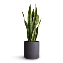 Sansevieria Trifasciata Laurentii - Variegated Snake Plant -Outlet The Ever Sprout Store Sansevieria trifasciata Laurentii Variegated Snake Plant 17x65cm Puk Plant Pot Black Washed 20x20cm f57622ab 7889 4d3b 8347 b54bea5fec77
