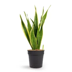 Sansevieria Trifasciata Laurentii - Variegated Snake Plant -Outlet The Ever Sprout Store Sansevieria trifasciata Laurentii Variegated Snake Plant 21x70cm