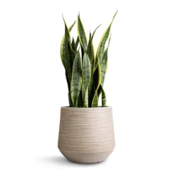 Sansevieria Trifasciata Laurentii - Variegated Snake Plant -Outlet The Ever Sprout Store Sansevieria trifasciata Laurentii Variegated Snake Plant 21x70cm Dune Darcy Planter Oat 30x26cm 6572a0a9 e86b 42e5 bc37 42182fd857fc