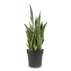 Sansevieria Trifasciata Laurentii - Variegated Snake Plant -Outlet The Ever Sprout Store Sansevieria trifasciata Laurentii Variegated Snake Plant 27x80cm
