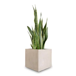 Sansevieria Trifasciata Laurentii - Variegated Snake Plant -Outlet The Ever Sprout Store Sansevieria trifasciata Laurentii Variegated Snake Plant 27x80cm Raindrop Cube Planter Stone 30x30x27cm