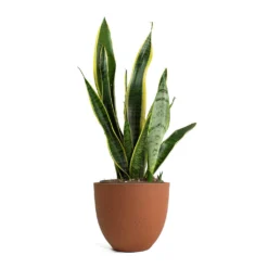 Sansevieria Trifasciata Laurentii - Variegated Snake Plant -Outlet The Ever Sprout Store Sansevieria trifasciata Laurentii Variegated Snake Plant Coral Refined Planter Canyon Orange 59a9fb26 77dc 4d1a acf1 bb206f0b8207
