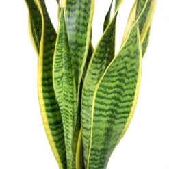 Sansevieria Laurentii - HydroCare -Outlet The Ever Sprout Store Sansevieria trifasciata Laurentii Variegated Snake Plant Leaves b5314f95 3521 419e 8410 7040d36a26c8