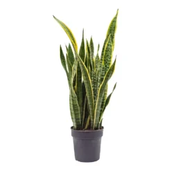 Sansevieria Trifasciata Laurentii - Variegated Snake Plant -Outlet The Ever Sprout Store Sansevieria trifasciata Laurentii Variegated Snake Plant ML